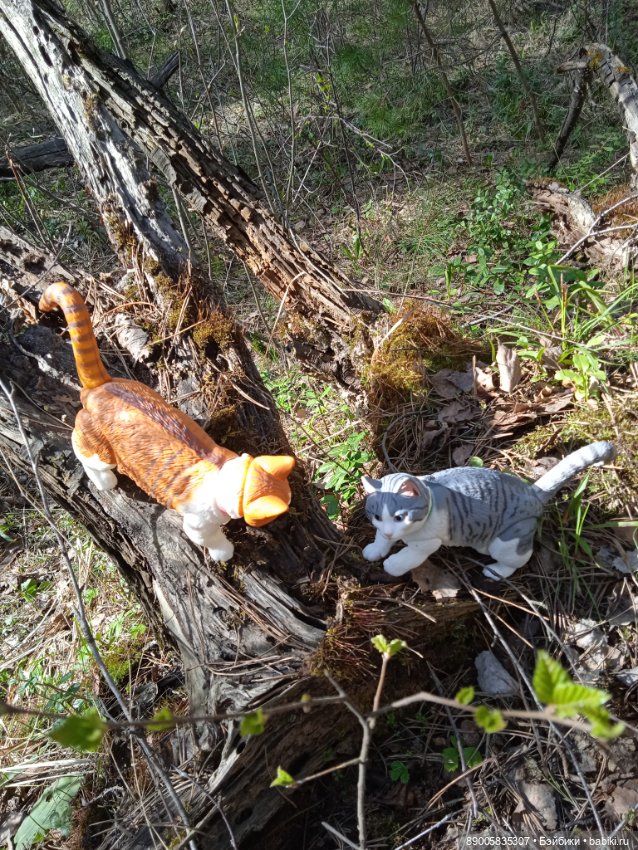 Весенняя прогулка котиков (фото 4)