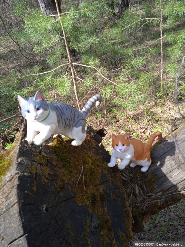 Весенняя прогулка котиков