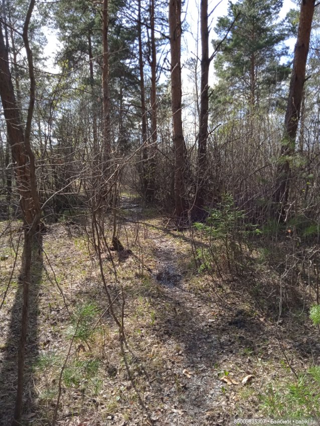 Весенняя прогулка котиков