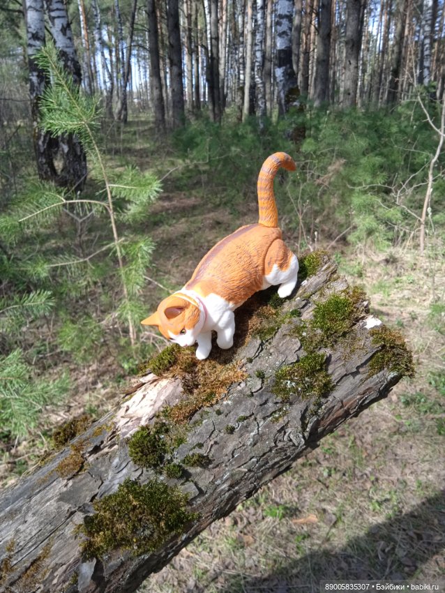 Весенняя прогулка котиков (фото 2)