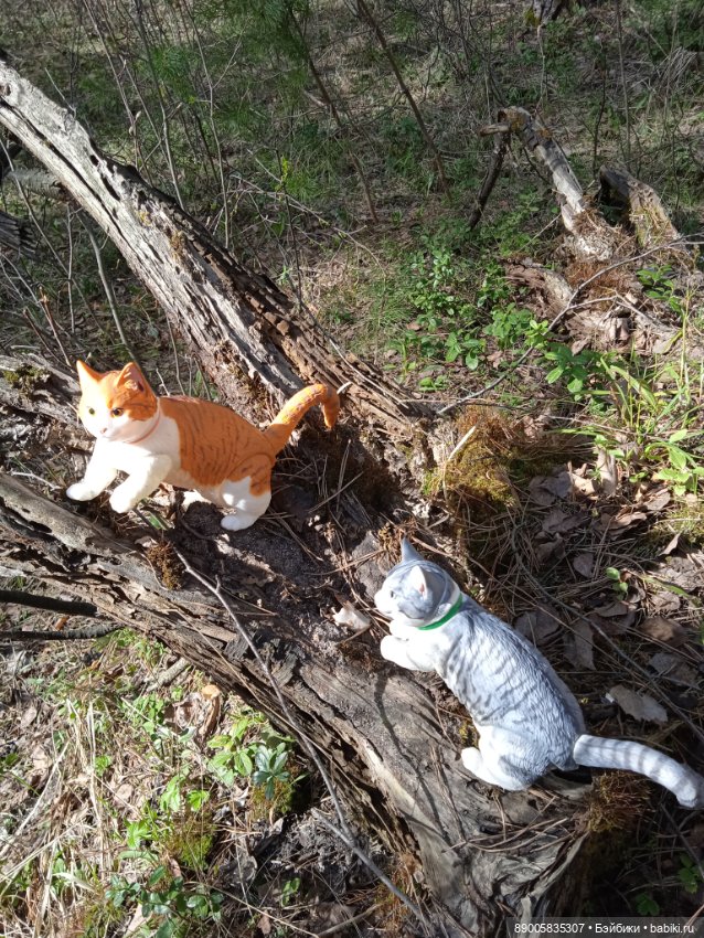 Весенняя прогулка котиков (фото 5)