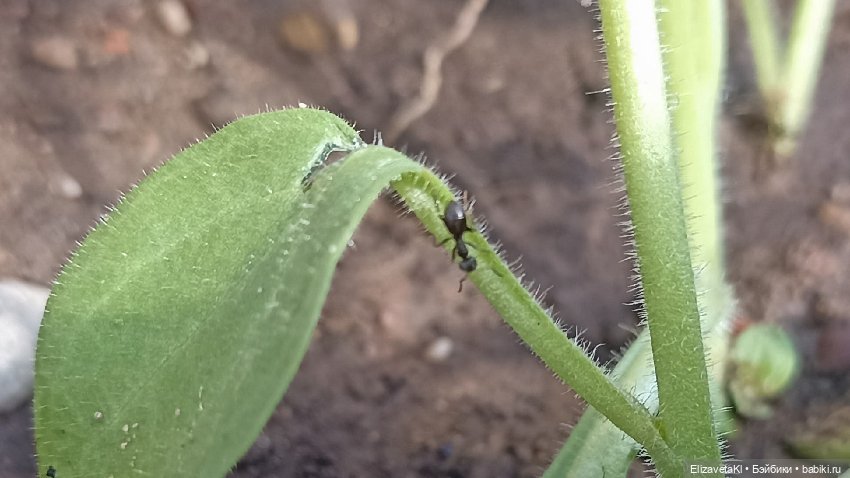 Время тепла. Realpuki. 158 (фото 7)