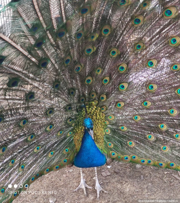 Куколки и птички — Куклы Baboliy (Баболи