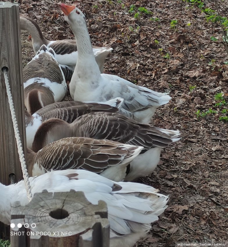 Куколки и птички — Куклы Baboliy (Баболи