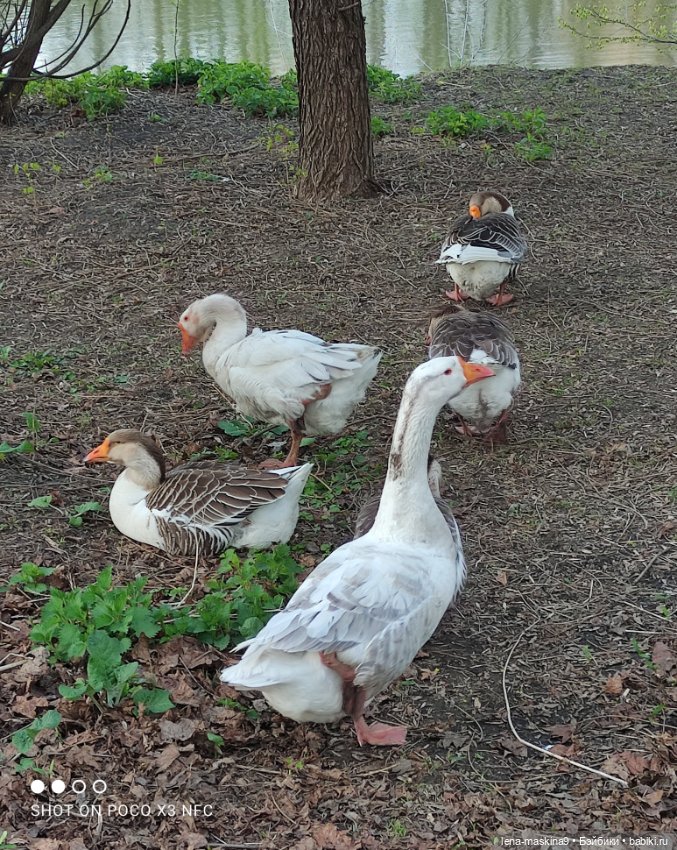 Куколки и птички — Куклы Baboliy (Баболи (фото 10)