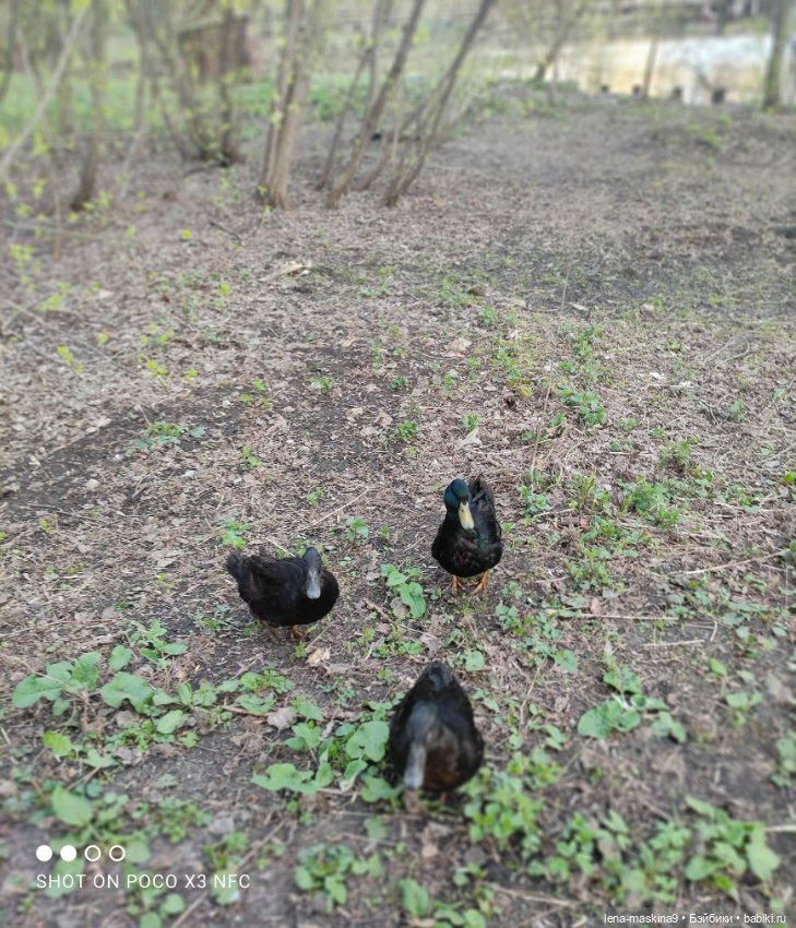 Куколки и птички — Куклы Baboliy (Баболи