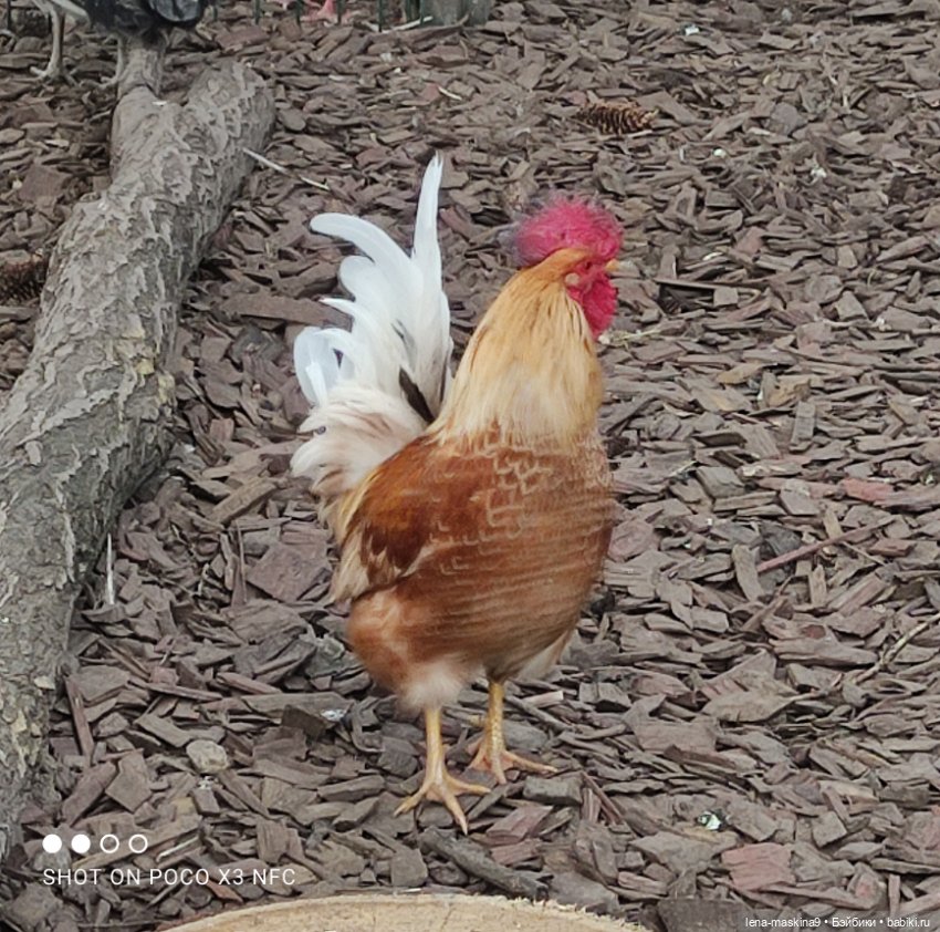 Куколки и птички — Куклы Baboliy (Баболи