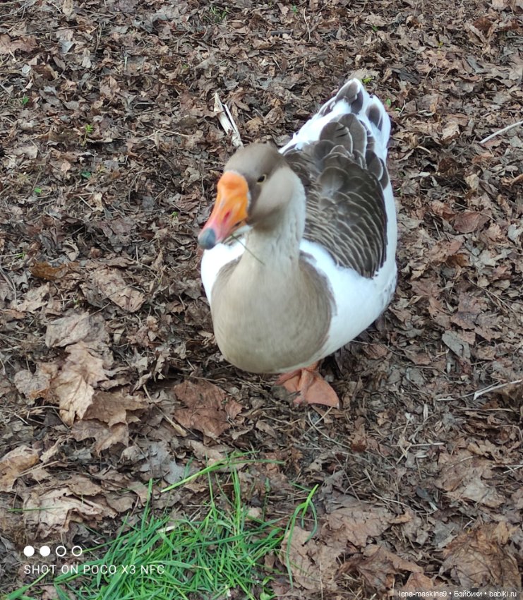 Куколки и птички — Куклы Baboliy (Баболи (фото 5)