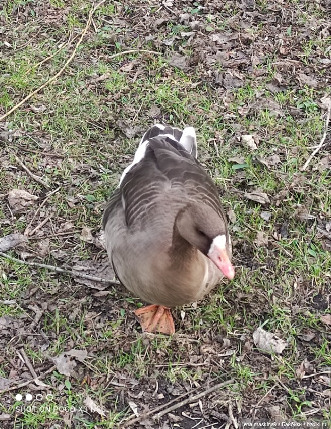 Куколки и птички — Куклы Baboliy (Баболи
