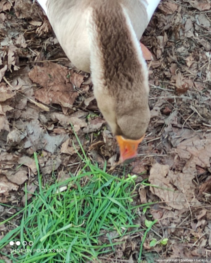 Куколки и птички — Куклы Baboliy (Баболи (фото 8)