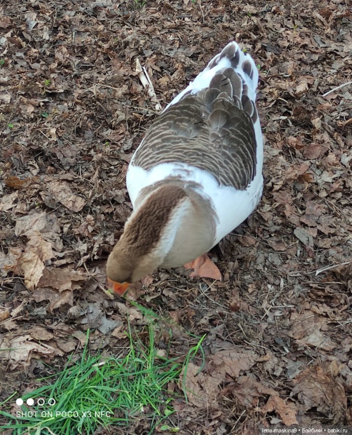 Куколки и птички — Куклы Baboliy (Баболи (фото 7)