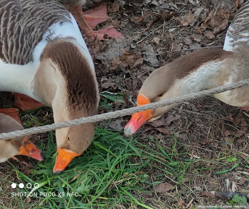 Куколки и птички — Куклы Baboliy (Баболи