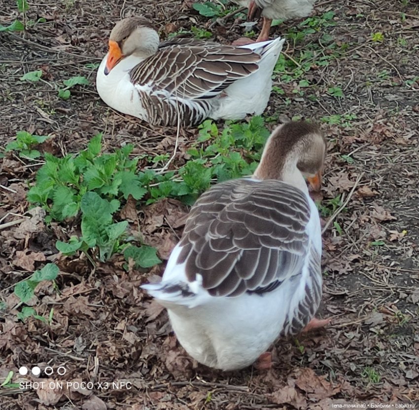 Куколки и птички — Куклы Baboliy (Баболи (фото 9)