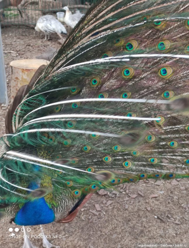 Куколки и птички — Куклы Baboliy (Баболи