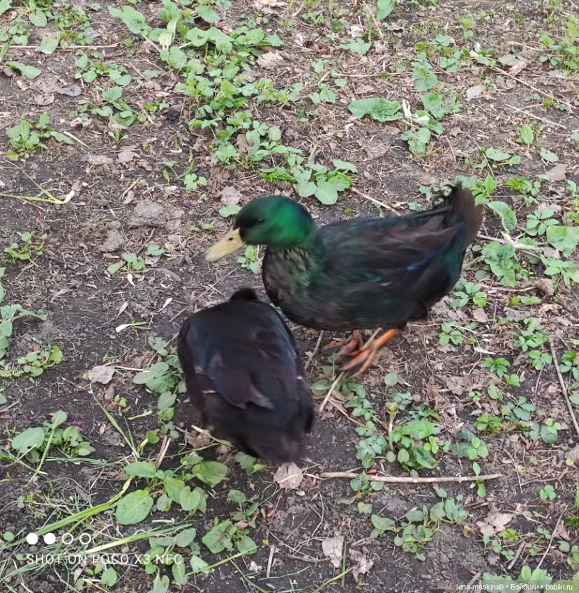 Куколки и птички — Куклы Baboliy (Баболи