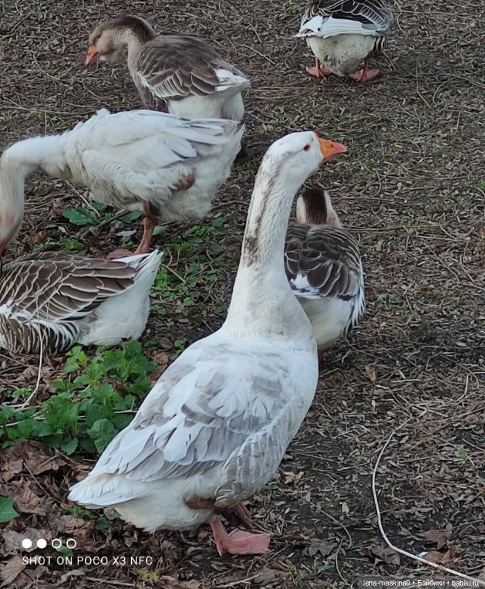 Куколки и птички — Куклы Baboliy (Баболи (фото 6)