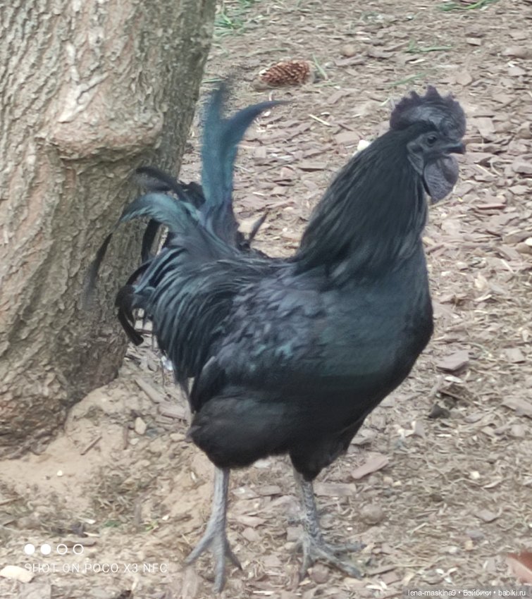 Куколки и птички — Куклы Baboliy (Баболи