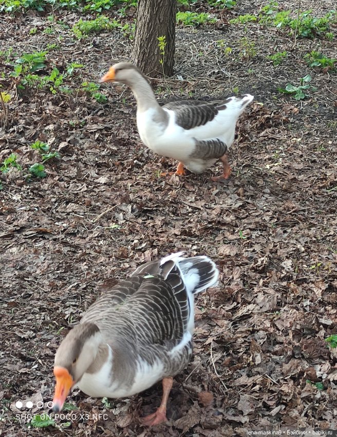 Куколки и птички — Куклы Baboliy (Баболи