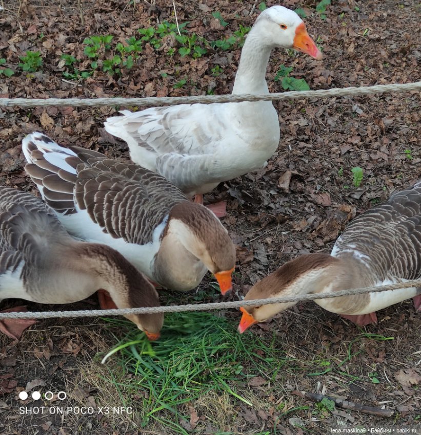Куколки и птички — Куклы Baboliy (Баболи