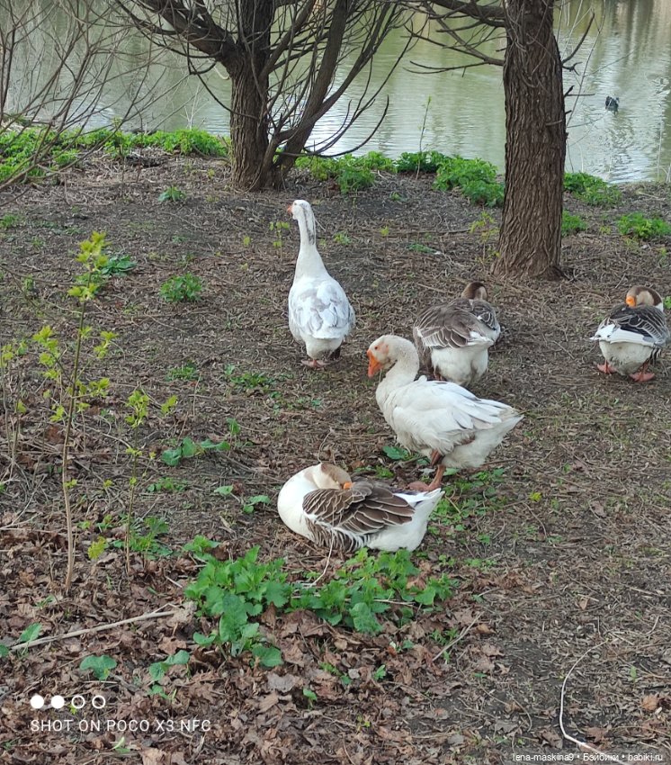 Куколки и птички — Куклы Baboliy (Баболи