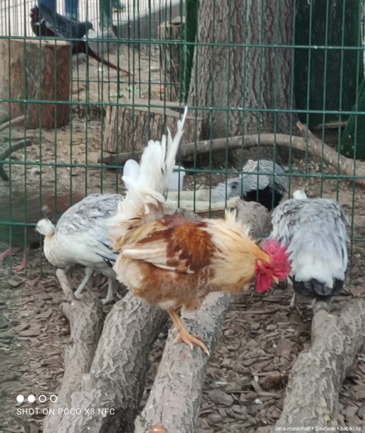 Куколки и птички — Куклы Baboliy (Баболи