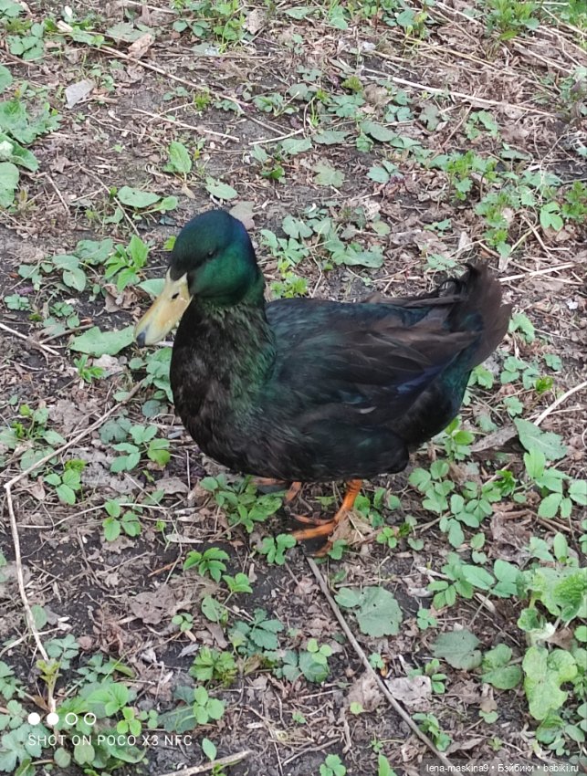 Куколки и птички — Куклы Baboliy (Баболи