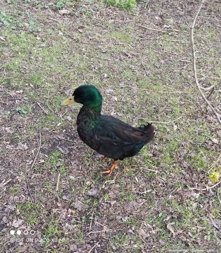 Куколки и птички — Куклы Baboliy (Баболи