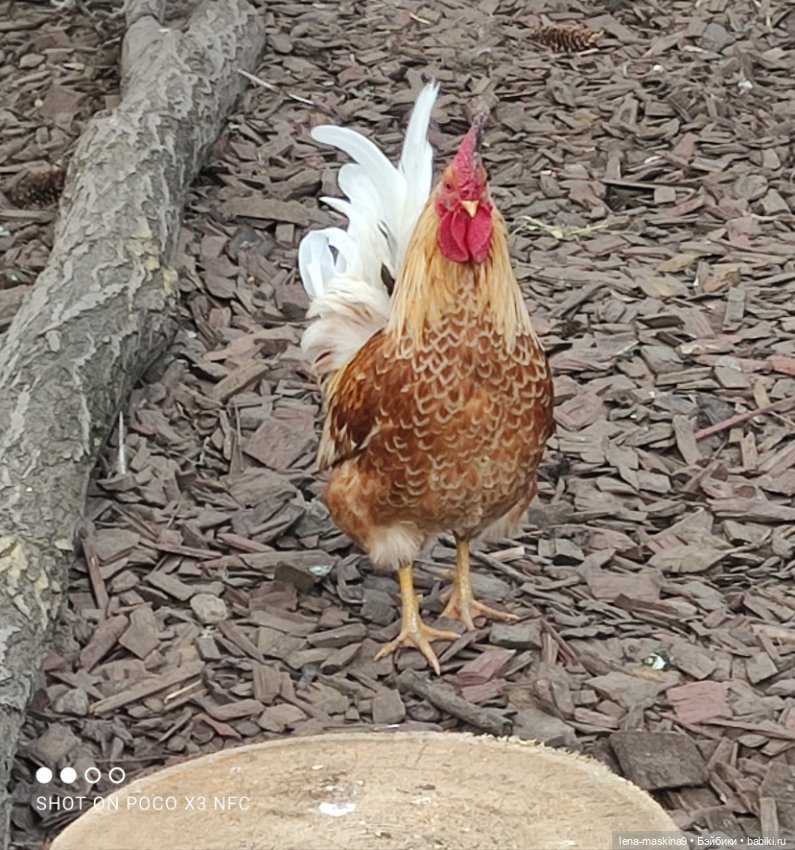 Куколки и птички — Куклы Baboliy (Баболи