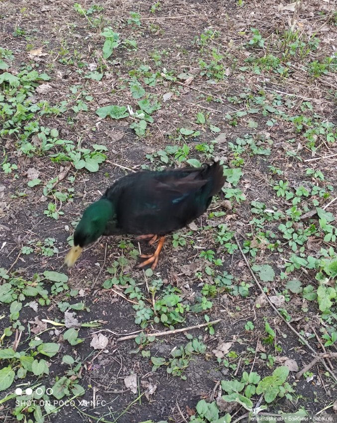 Куколки и птички — Куклы Baboliy (Баболи