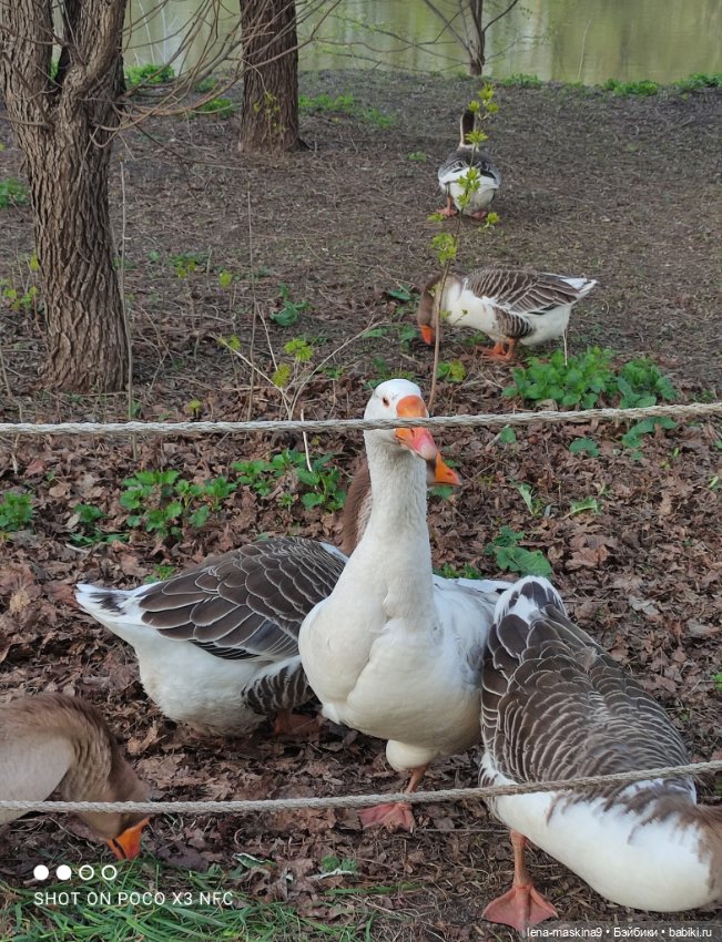 Куколки и птички — Куклы Baboliy (Баболи