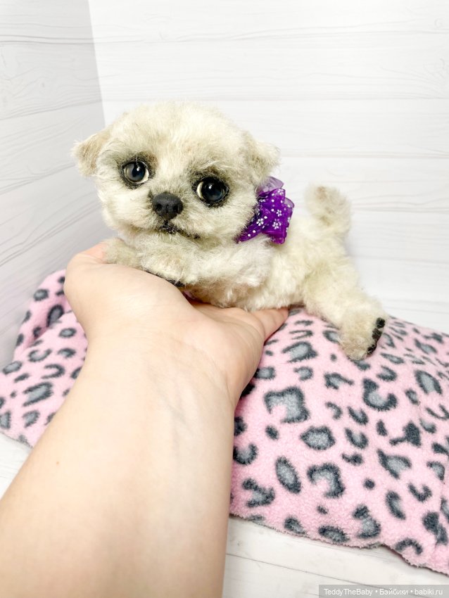 Каспер 🐾мальтезе тедди 🐶 — Реалистичные игрушки и звери (Натюр): собаки