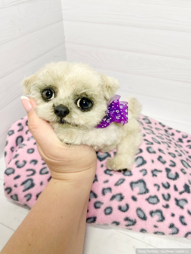 Каспер 🐾мальтезе тедди 🐶 — Реалистичные игрушки и звери (Натюр): собаки