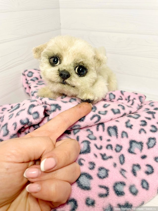 Каспер 🐾мальтезе тедди 🐶 — Реалистичные игрушки и звери (Натюр): собаки (фото 2)