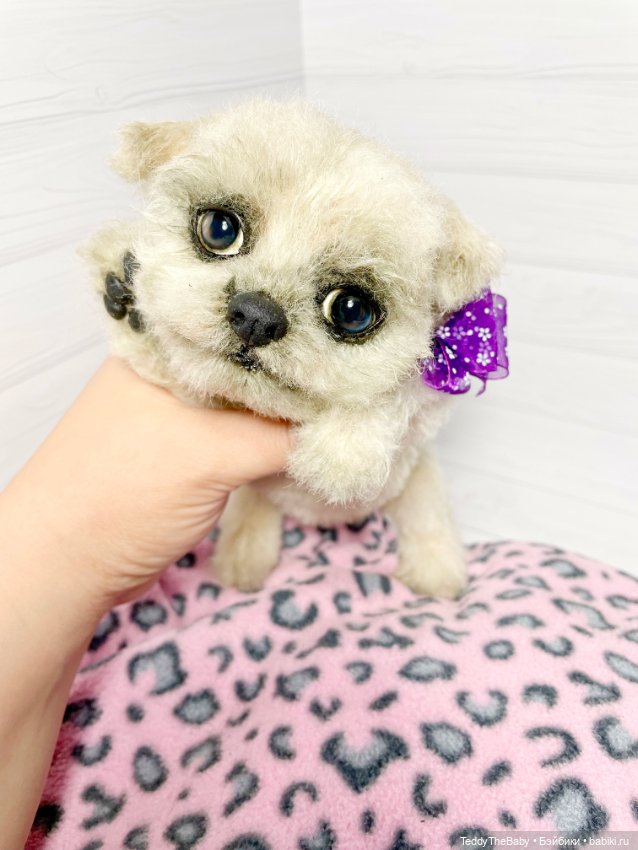 Каспер 🐾мальтезе тедди 🐶 — Реалистичные игрушки и звери (Натюр): собаки (фото 6)