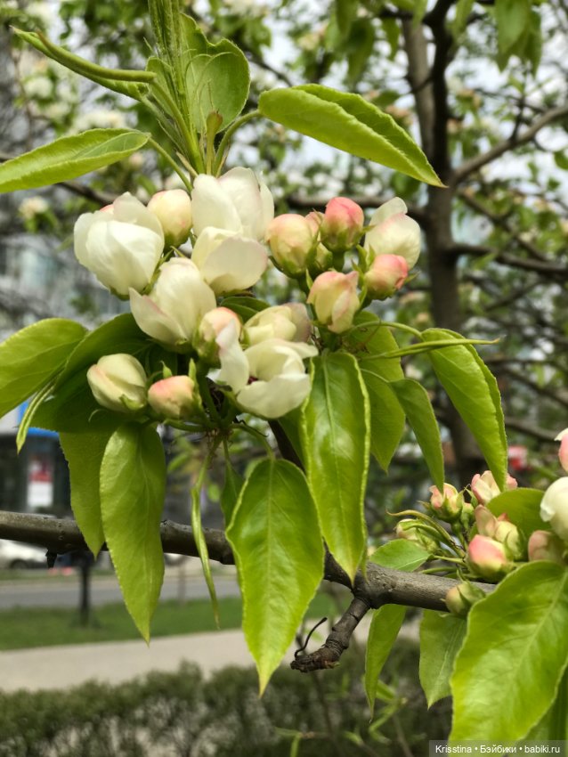 Первое путешествие — Куклы Irrealdoll (Ирреалдолл): BJD (БЖД)