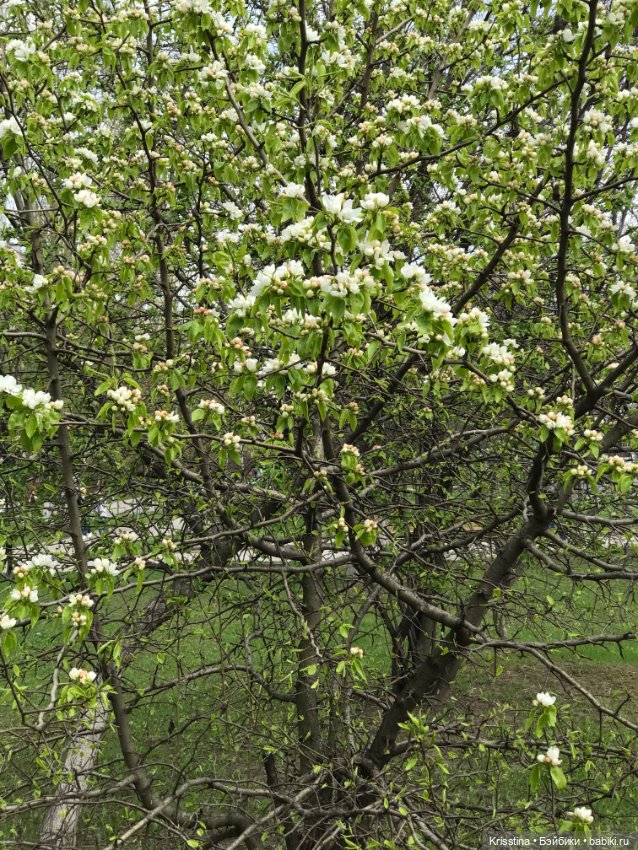 Первое путешествие — Куклы Irrealdoll (Ирреалдолл): BJD (БЖД)