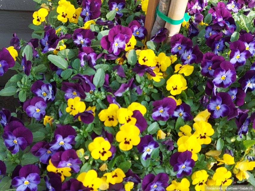 Fashion Dolls 353 — Туризм и путешествия: фотоотчеты из поездок