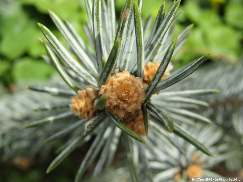 Тони Старк: приключения без брони. Ханами по-нашему