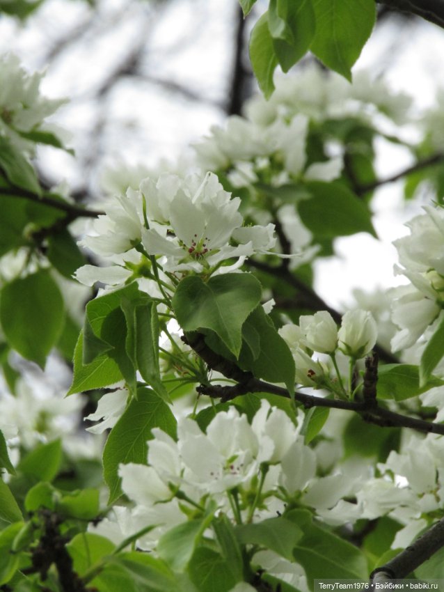 Тони Старк: приключения без брони. Ханами по-нашему