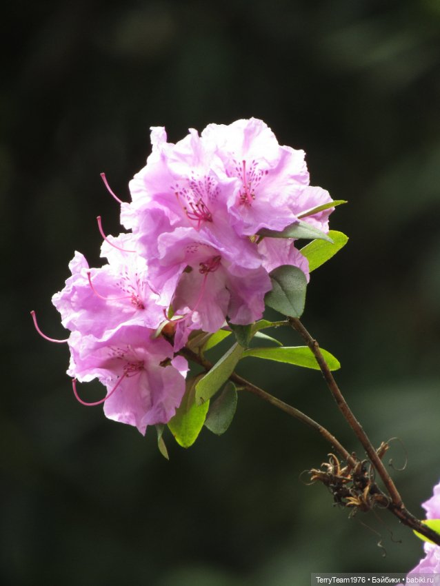 Тони Старк: приключения без брони. Ханами по-нашему