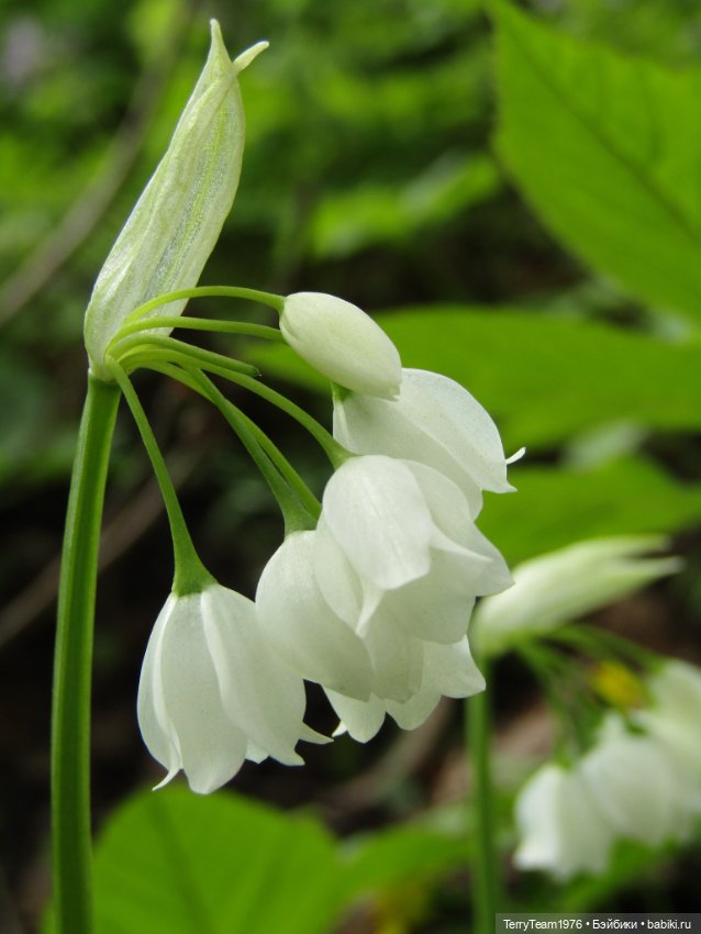 Тони Старк: приключения без брони. Ханами по-нашему