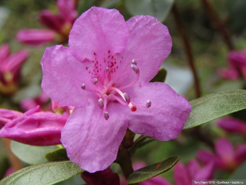 Тони Старк: приключения без брони. Ханами по-нашему