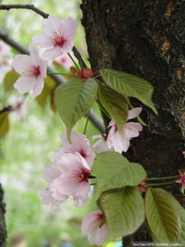 Тони Старк: приключения без брони. Ханами по-нашему