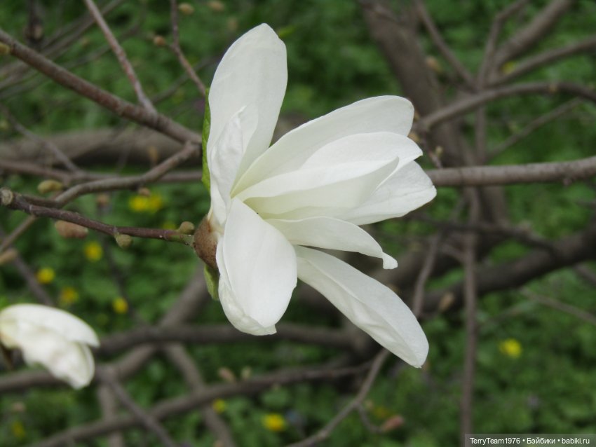 Тони Старк: приключения без брони. Ханами по-нашему (фото 3)