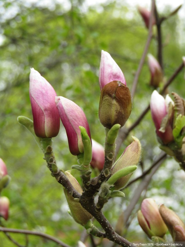Тони Старк: приключения без брони. Ханами по-нашему