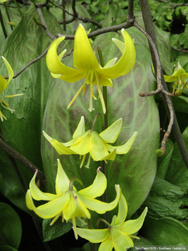 Тони Старк: приключения без брони. Ханами по-нашему