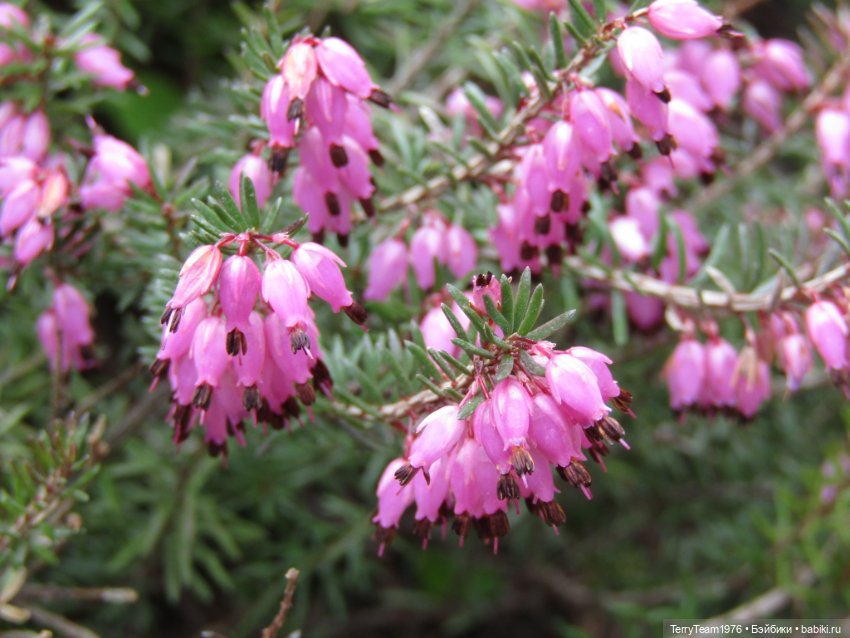 Тони Старк: приключения без брони. Ханами по-нашему