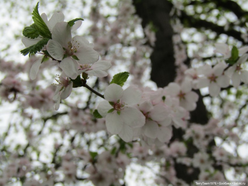 Тони Старк: приключения без брони. Ханами по-нашему (фото 9)