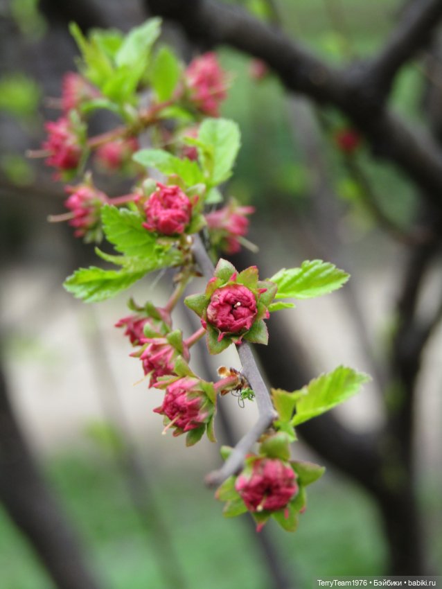 Тони Старк: приключения без брони. Ханами по-нашему