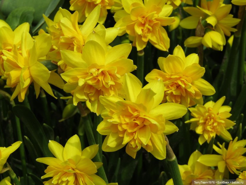 Тони Старк: приключения без брони. Ханами по-нашему